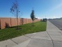 Cedar Fence 1
