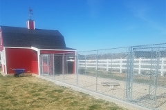 Chain link fence 12-dog-run